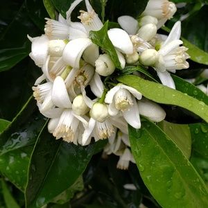 Meet your Posher, Souraya